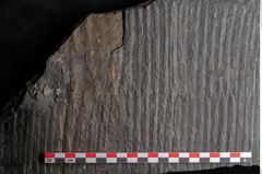 Foto (Detailansicht) von Calamites gigas Brongniart (NHMW-GEO-2024-0188-10985)